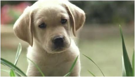 Watch: Official US Trailer for Quill: The Life of a Guide Dog