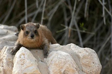 ROCK HYRAX MORE TUNEFUL THAT WE THOUGHT ROCK HYRAX MORE TUNEFUL THAT WE THOUGHT