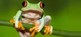 Frog Princess Frog Princess