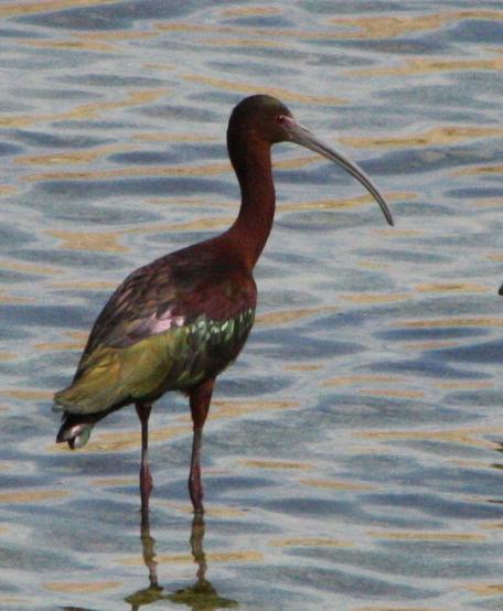 Possible White-faced x Glossy Ibis Hybrid