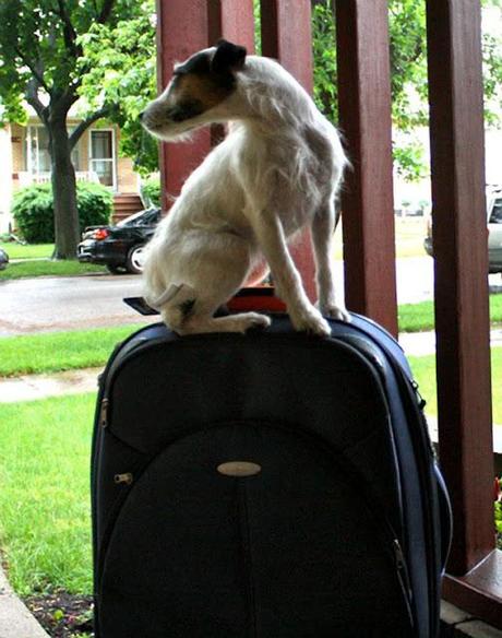 Vacation | Where to Leave your Dog