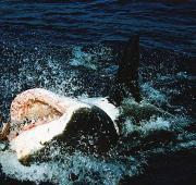 Great White Shark Great White Shark