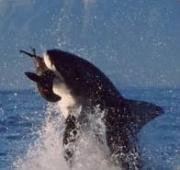 Great White Shark Great White Shark