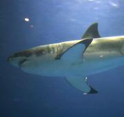 Great White Shark Great White Shark