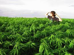 marijuana field Enter the Heart of Darkness