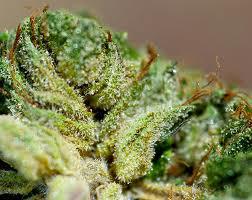 marijana Enter the Heart of Darkness