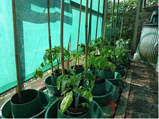 tomatoes growing in shaded greenhouse