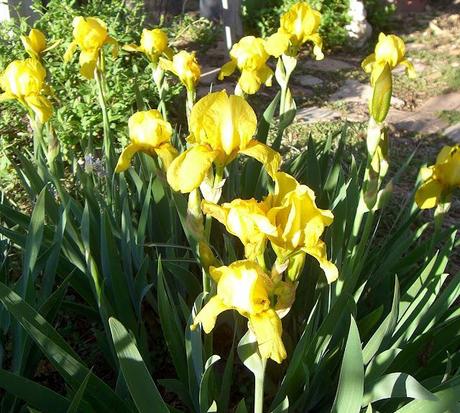 The Husband's Weekend Work The Husband's Weekend Work