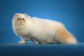 Himalayan cat: image via pictures-of-cats.org