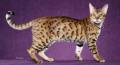 Bengal cat: image via dogs-cats.wikia.com