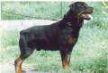 Rottweiler: image via dogbreedinfo.com