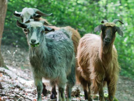 Goats in Nahar Koran forest