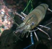 Prawn Prawn