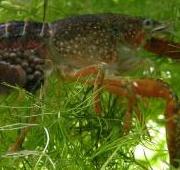 Prawn Prawn