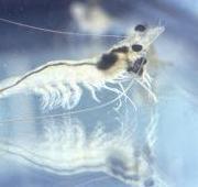 Prawn Prawn
