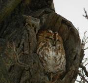 Tawny Owl Tawny Owl
