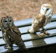 Tawny Owl Tawny Owl