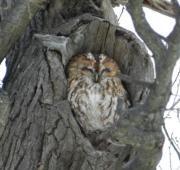 Tawny Owl Tawny Owl