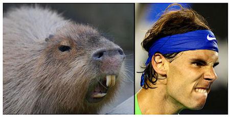 Capybaras That Look Like Rafael Nadal