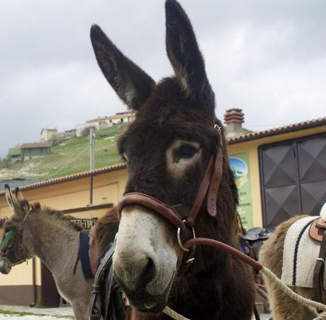 Monti sibillini national park umbria - donkey named Nina