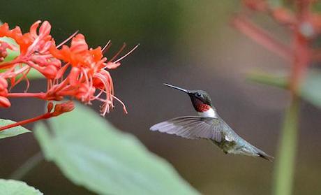 Hummingbirds In Flight
