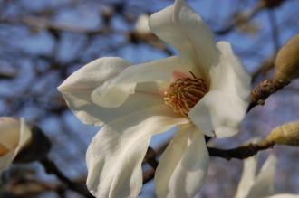 Magnolia x kewensis Flower (11/03/2012, Kew, London)