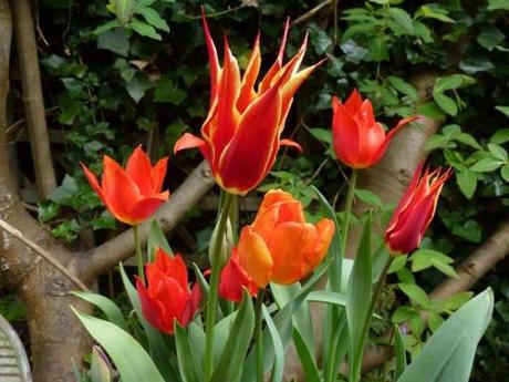 bright tulip ballerina in flower in pot