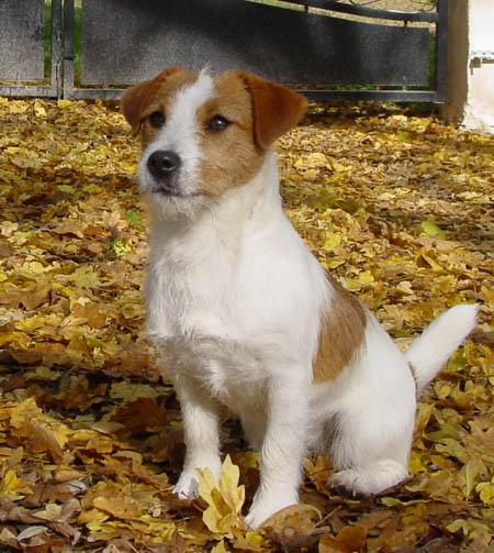 Jack Russell Terrier Dogs Picture