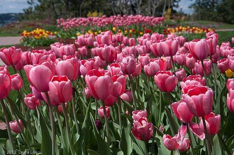 tulips at arbor crest