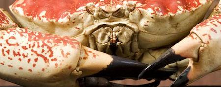 Monster Tasmanian King Crab Monster Tasmanian King Crab