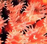 Coral Coral
