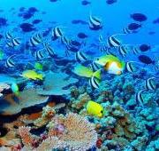 Coral Coral