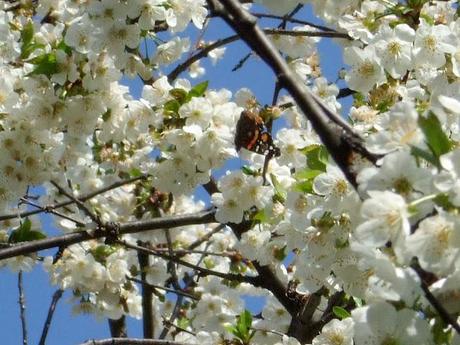 Red Admiral Butterflies, Cherry Blossom, May 4th 2012