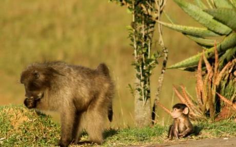 baboon pictures mother and baby the look baboon pictures mother and baby the look