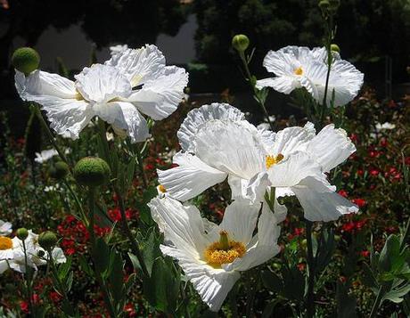 Matilija Poppies 7