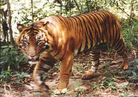 Sumatran+tiger+cubs+video