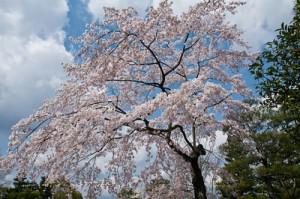 getting deported south korea cherry blossoms