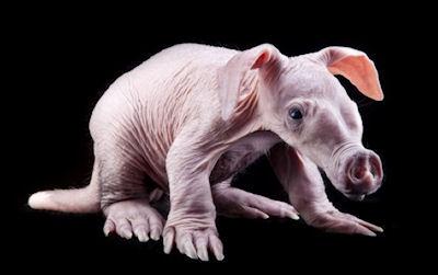 Baby Aardvark Born At Busch Gardens
