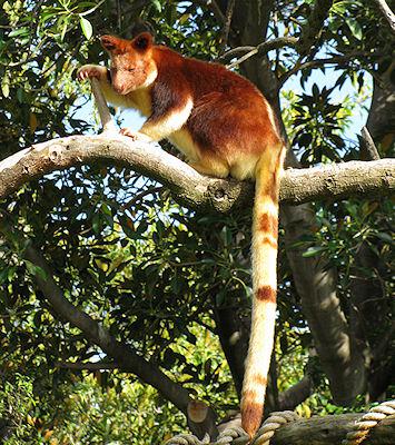 The Kangaroo That Went Back To The Trees The Kangaroo That Went Back To The Trees