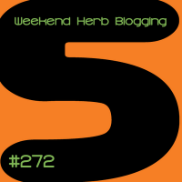 Ginger sirup - WHB #272 Ginger sirup - WHB #272