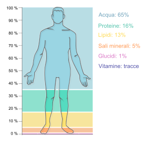 Human body external features