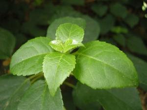 Hydrangea petiolaris leaf (07/05/2011, London)