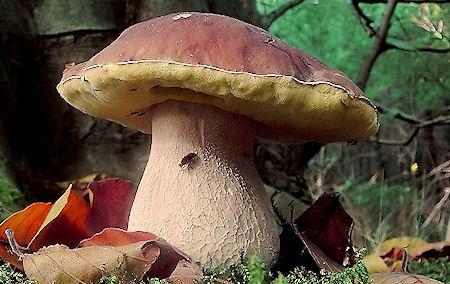 Discovery Of An Entirely New Branch Of Life Discovery Of An Entirely New Branch Of Life