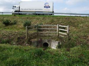 Badger tunnel under road