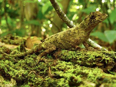 Costa Rica Jungle Fantastic wildlife in the Costa Rican jungle