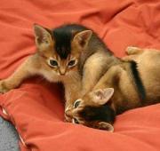 Abyssinian Abyssinian