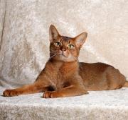 Abyssinian Abyssinian