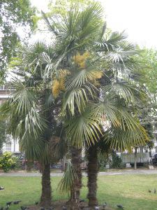Trachycarpus fortunei (08/05/2011, London)