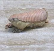 Pink Fairy Armadillo Pink Fairy Armadillo