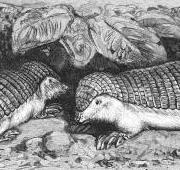 Pink Fairy Armadillo Pink Fairy Armadillo
